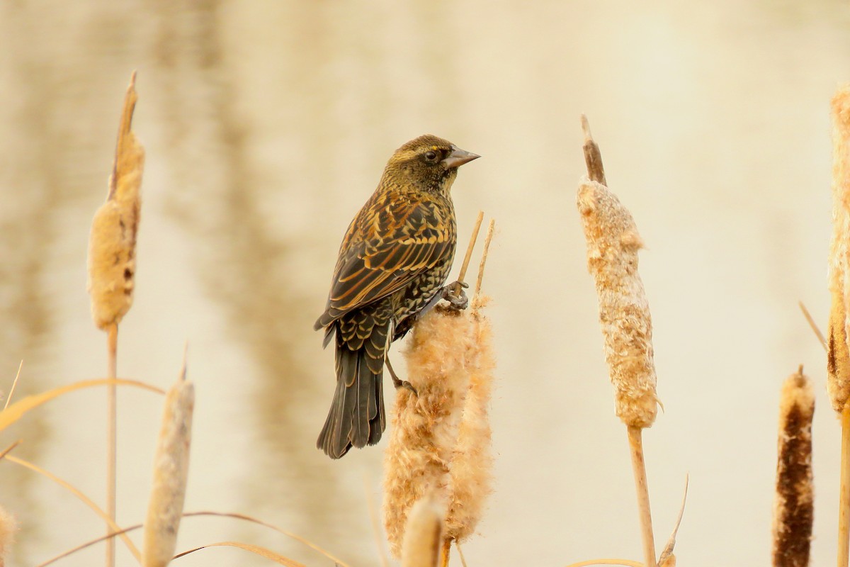 Red-winged Blackbird - ML645146529