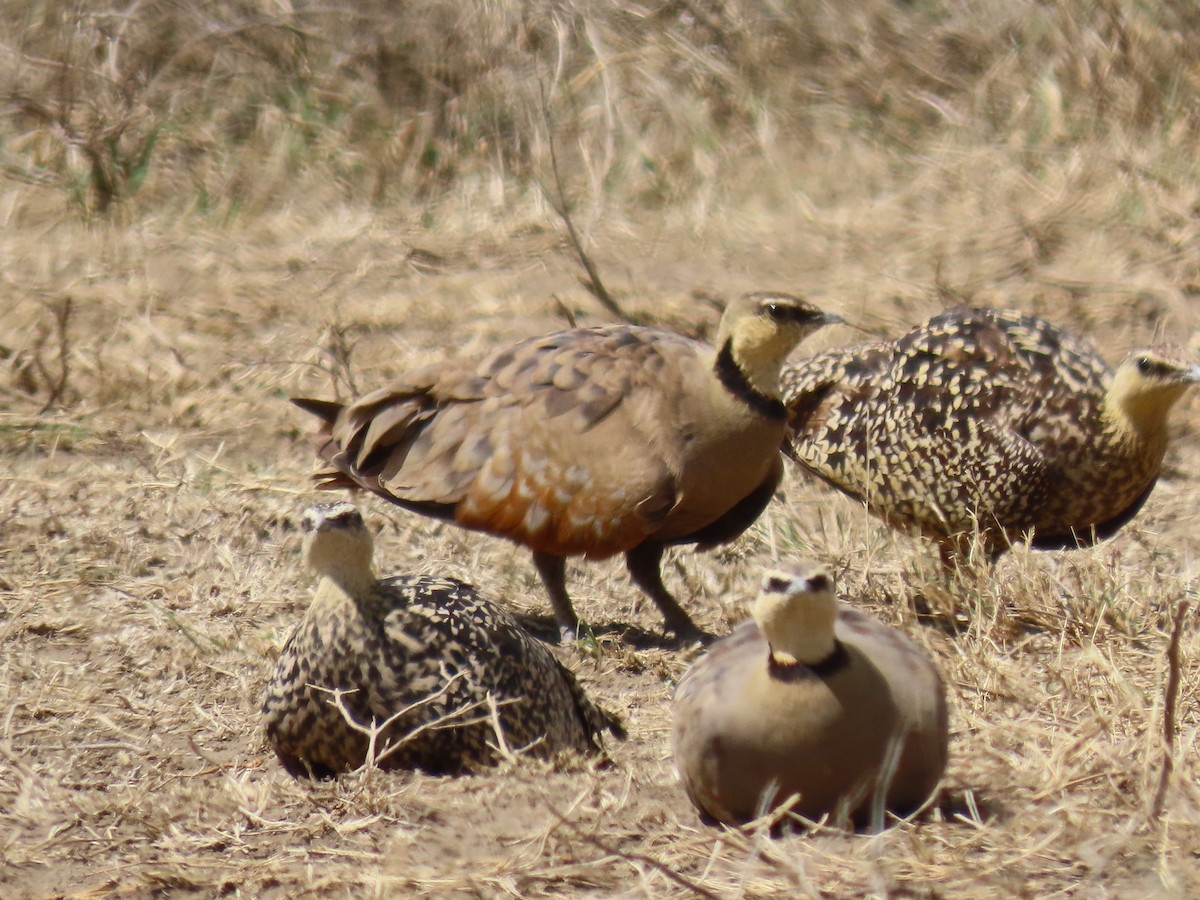 Рябок жовтогорлий - ML645146532