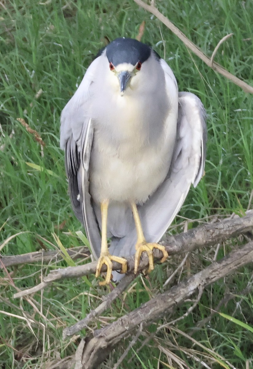 Black-crowned Night Heron - ML645146539