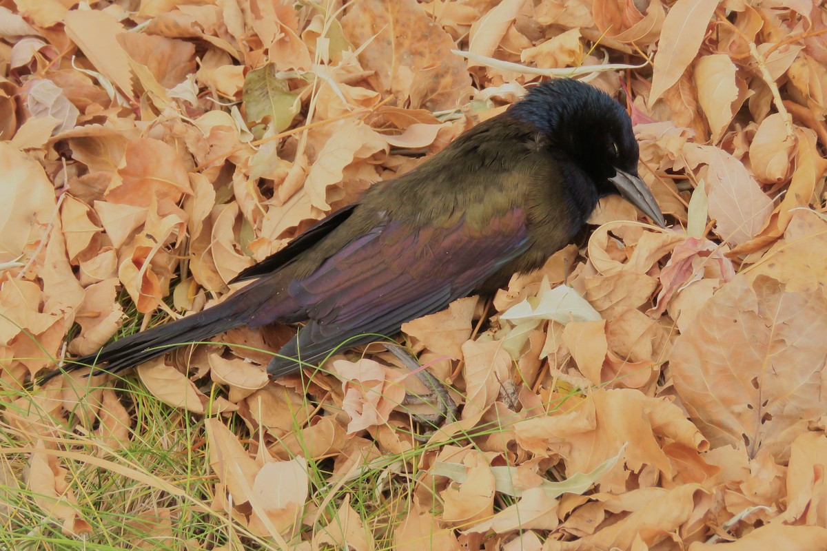 Common Grackle - ML645146541