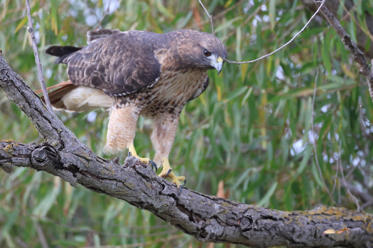 Red-tailed Hawk - ML645146569