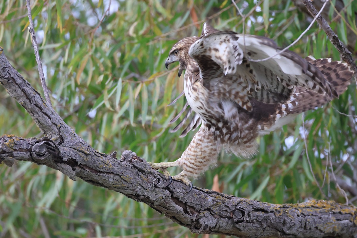 Red-tailed Hawk - ML645146570