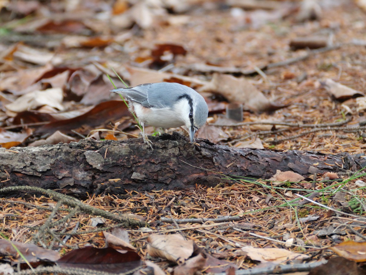 Повзик звичайний - ML645146585