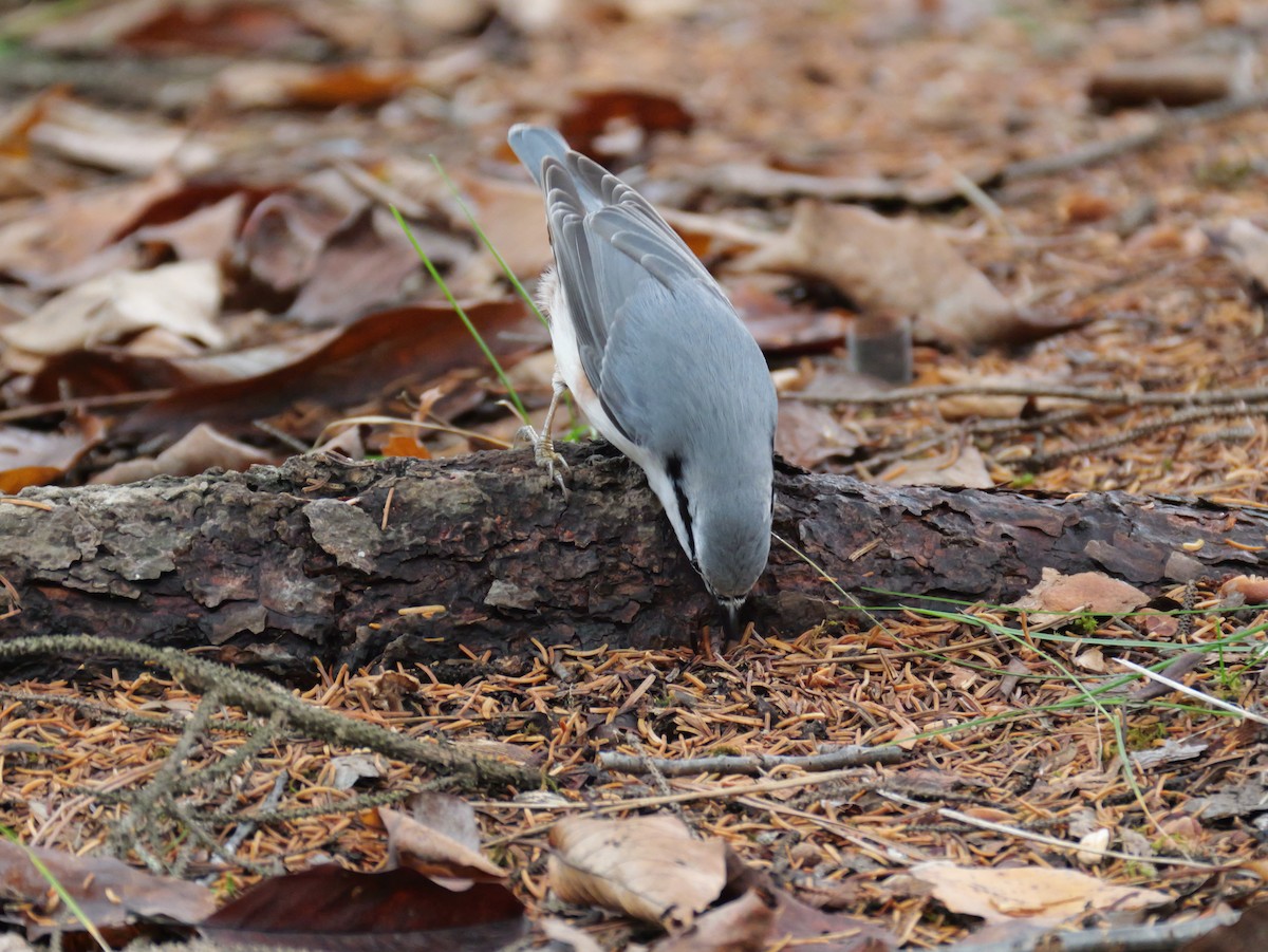 Повзик звичайний - ML645146586