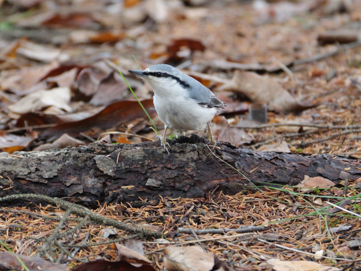 Повзик звичайний - ML645146587