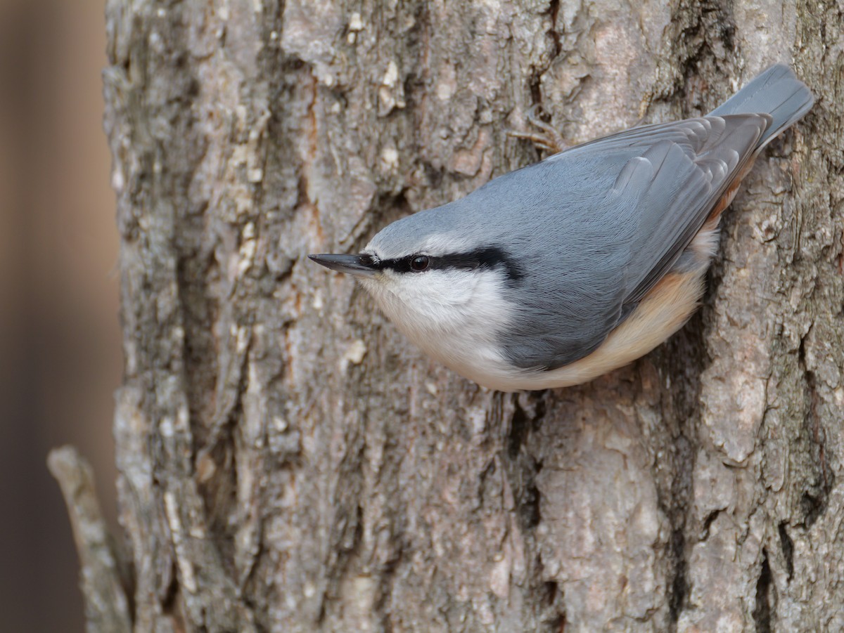 Повзик звичайний - ML645146588