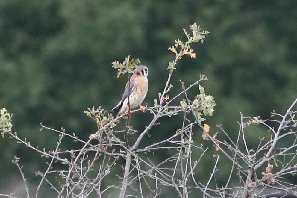 בז אמריקני - ML645146605