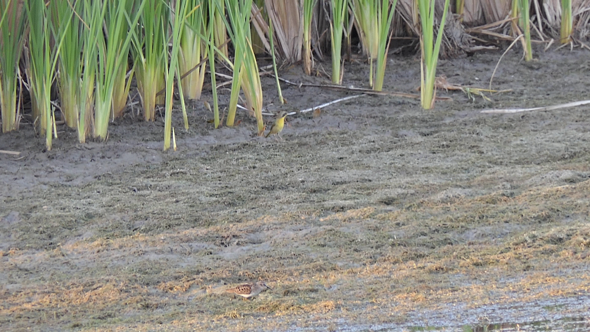 Common Yellowthroat - ML645146610