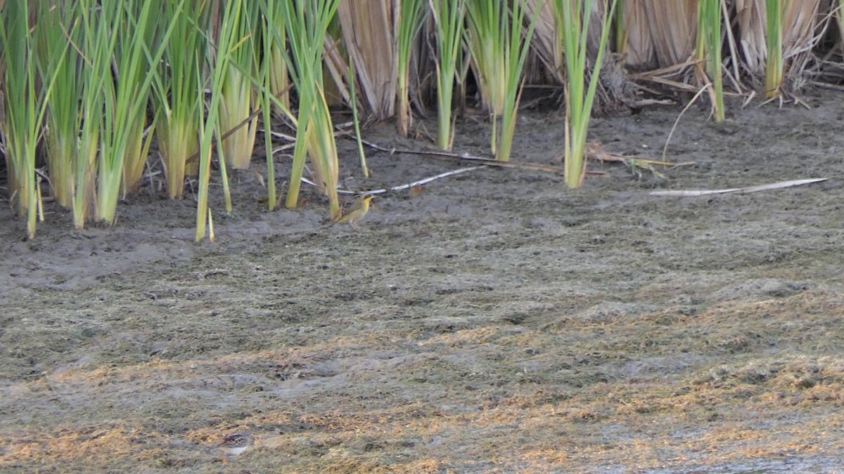 Common Yellowthroat - ML645146611
