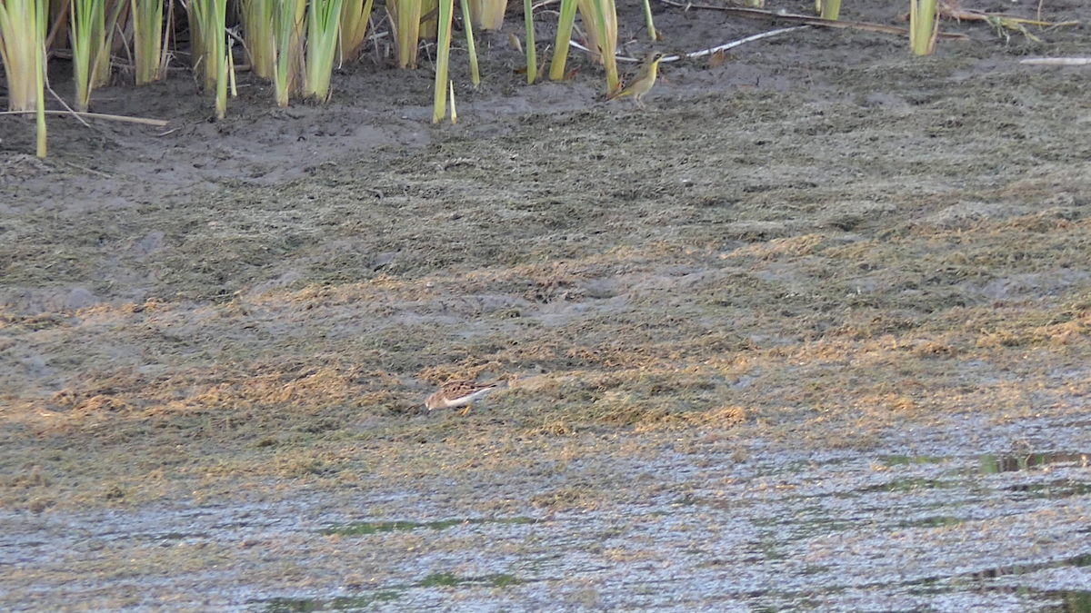 Common Yellowthroat - ML645146612