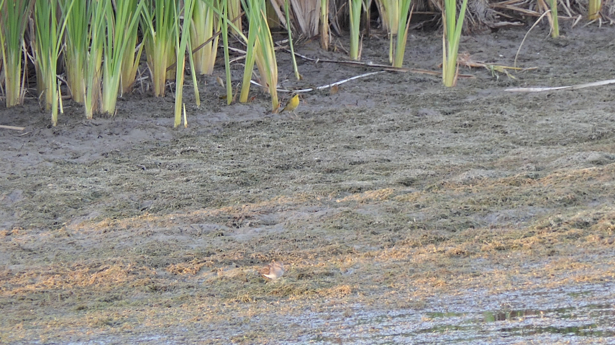 Common Yellowthroat - ML645146614