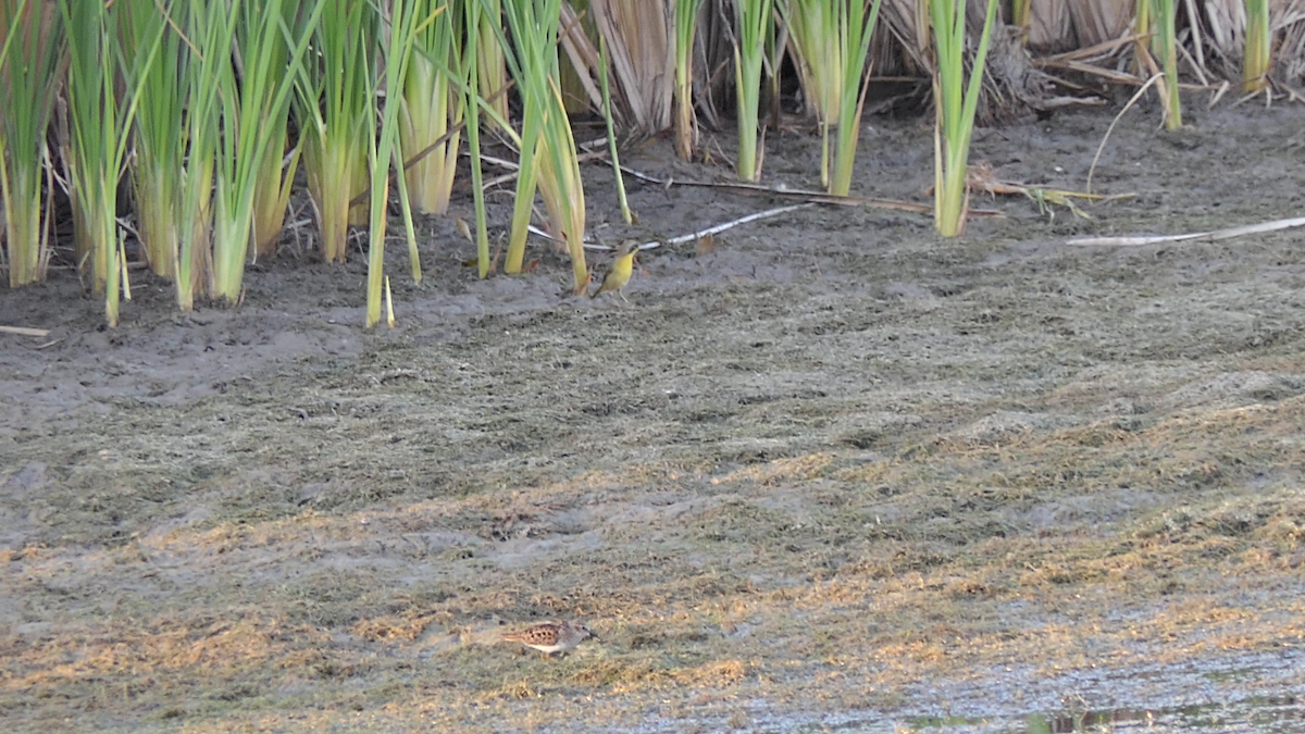Common Yellowthroat - ML645146615