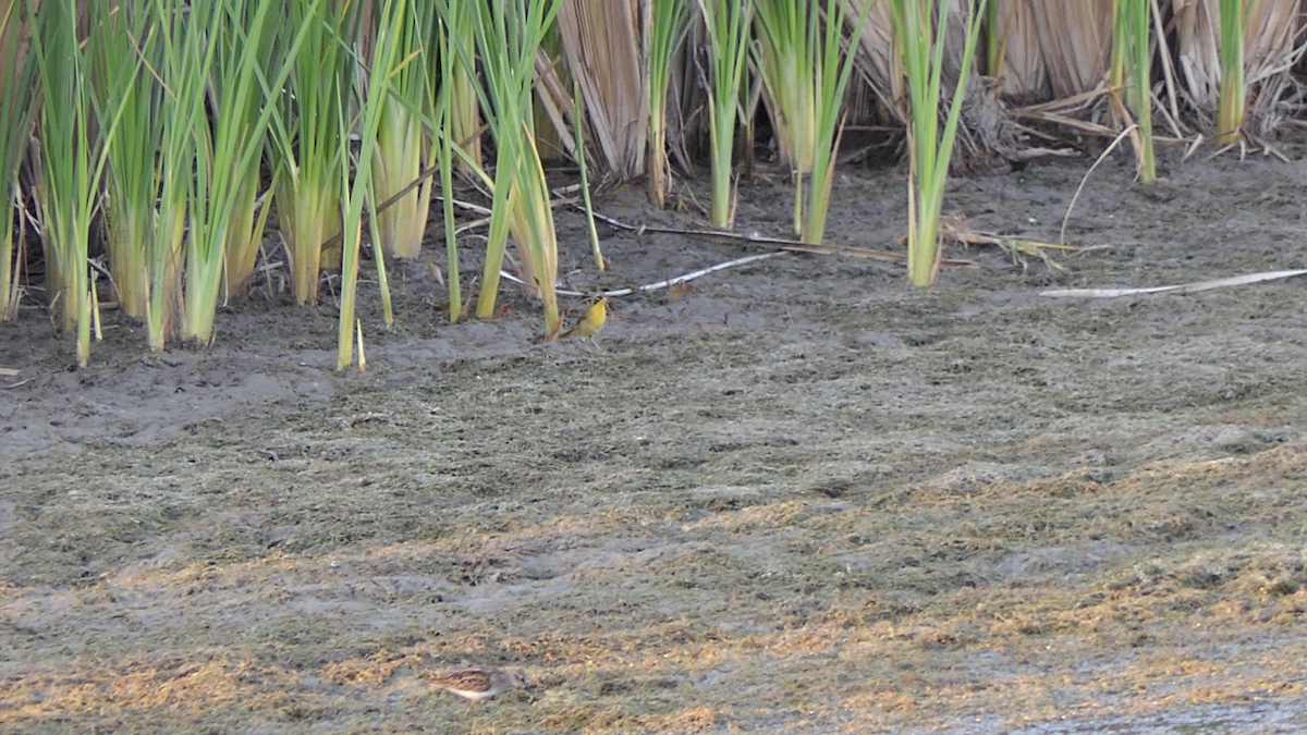 Common Yellowthroat - ML645146616