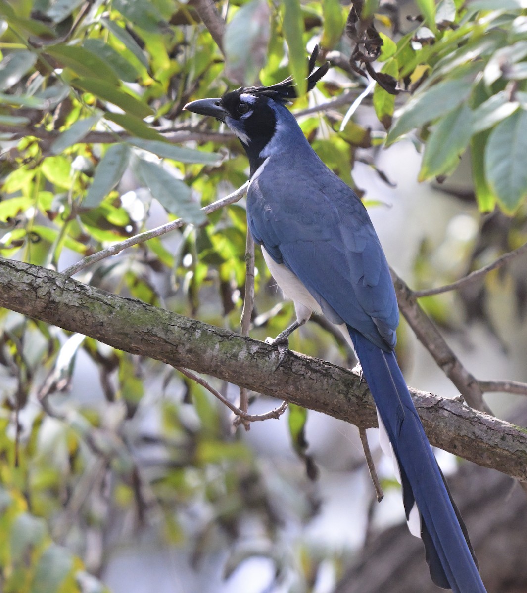 Black-throated Magpie-Jay - ML645146641