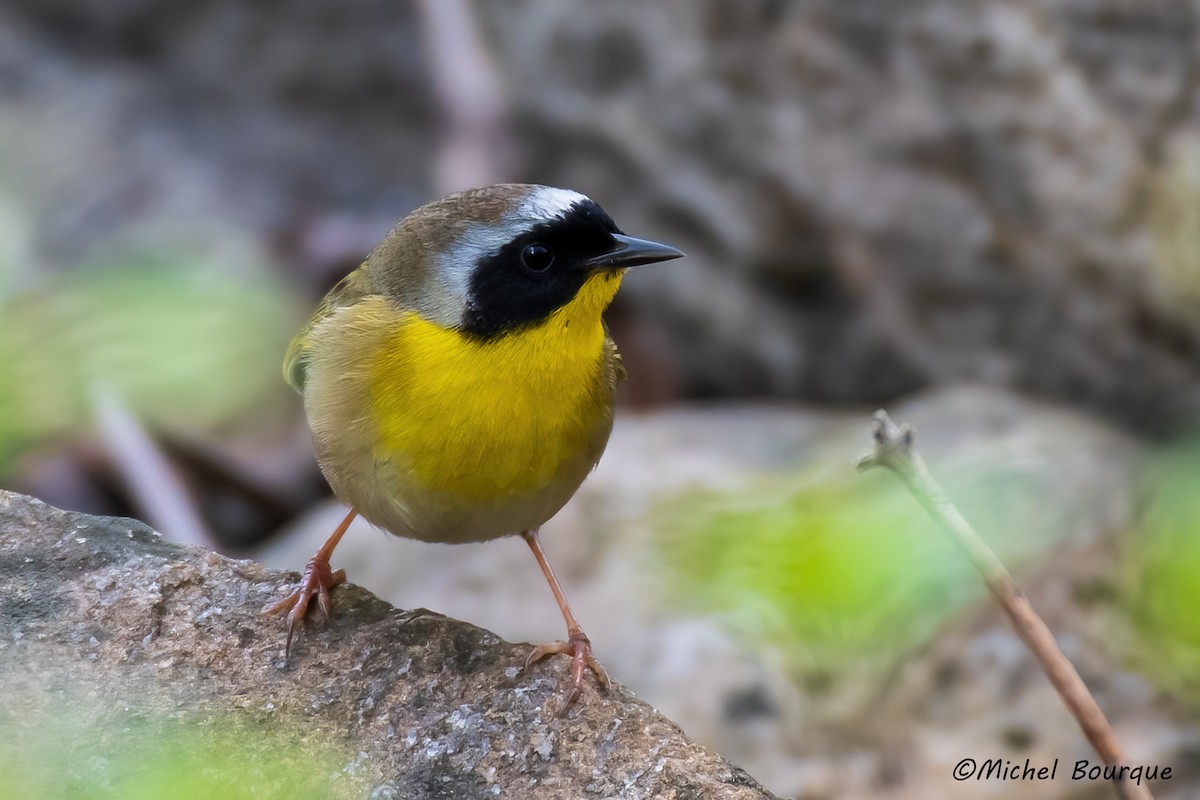 Common Yellowthroat - ML645146643