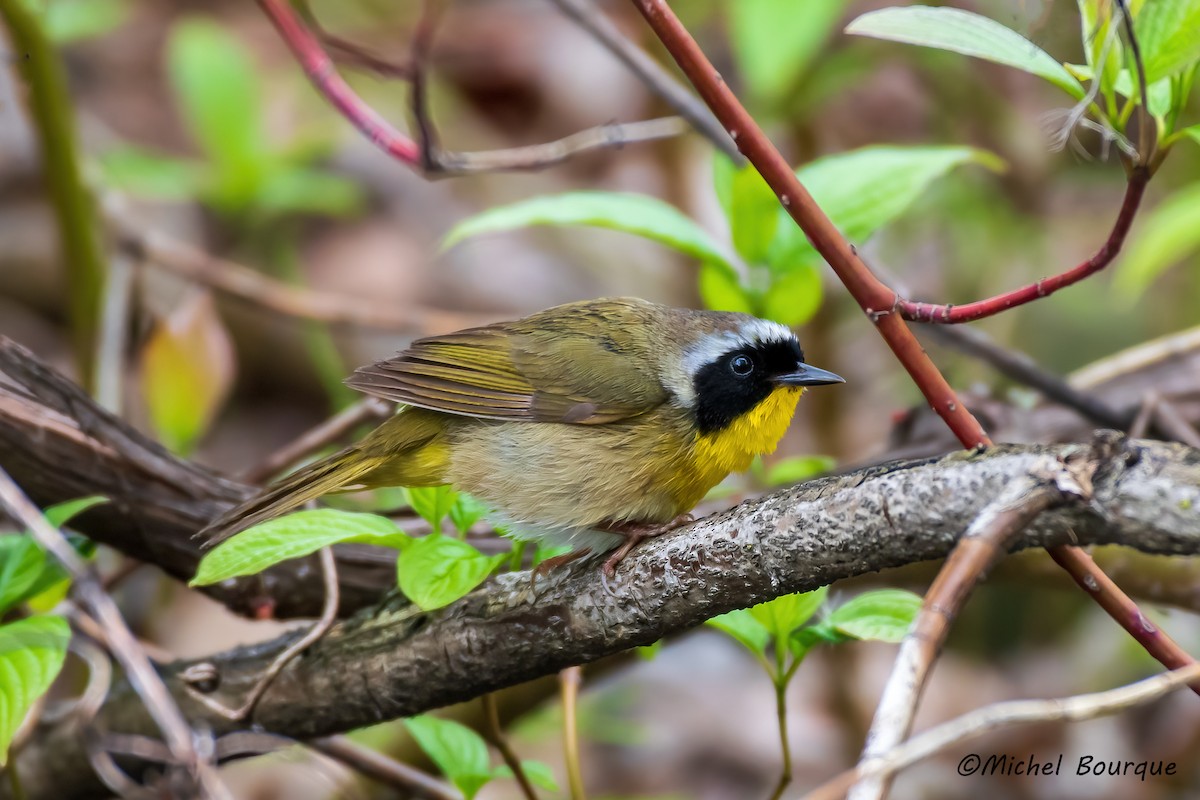 Common Yellowthroat - ML645146645