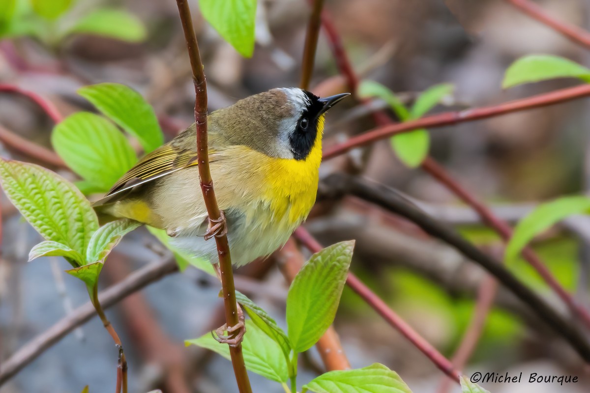 Common Yellowthroat - ML645146646