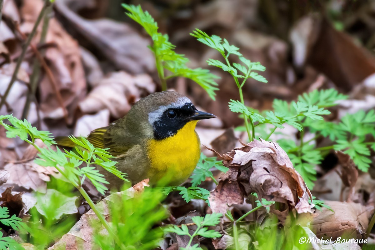 Common Yellowthroat - ML645146648