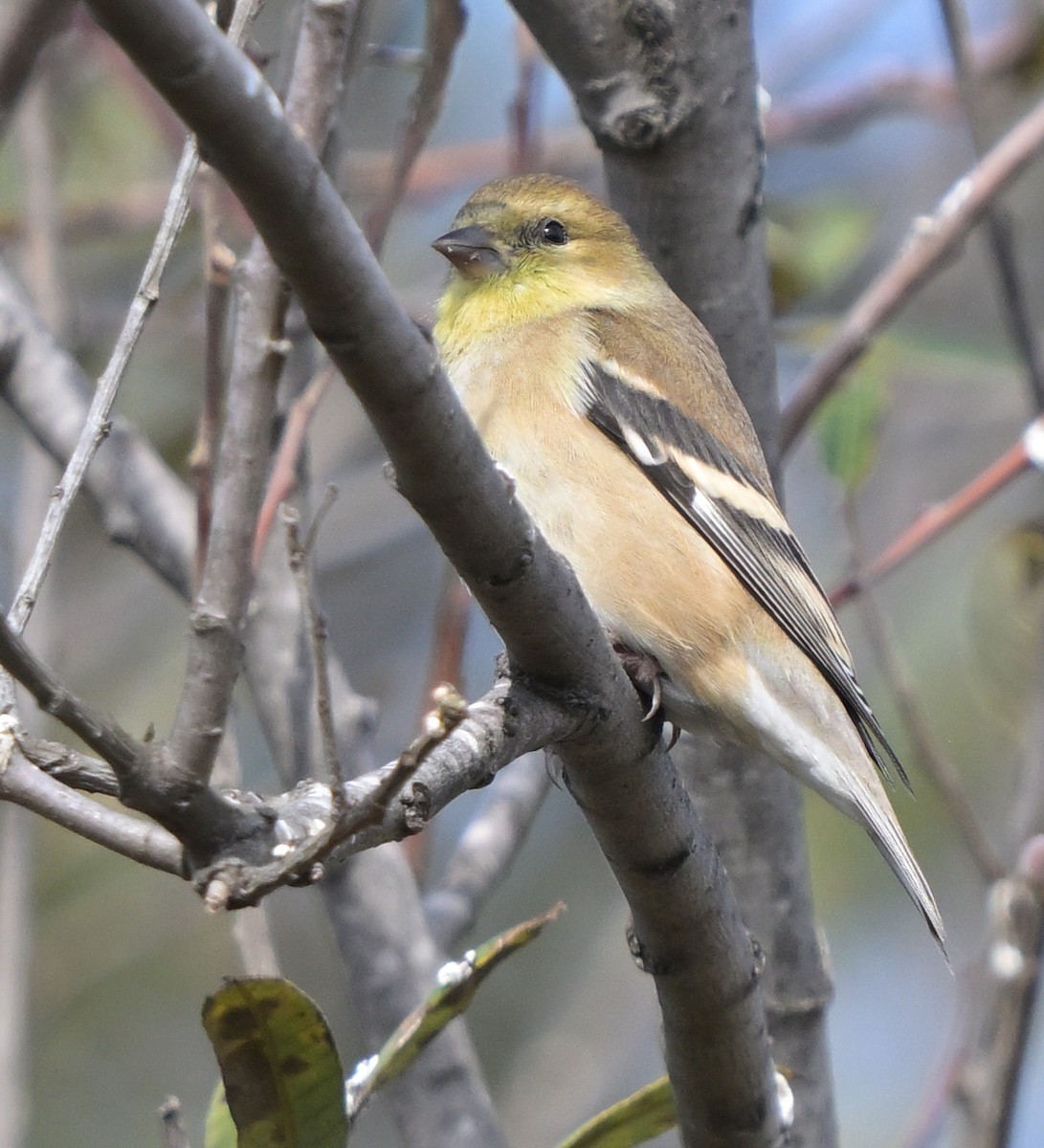 American Goldfinch - ML645146657