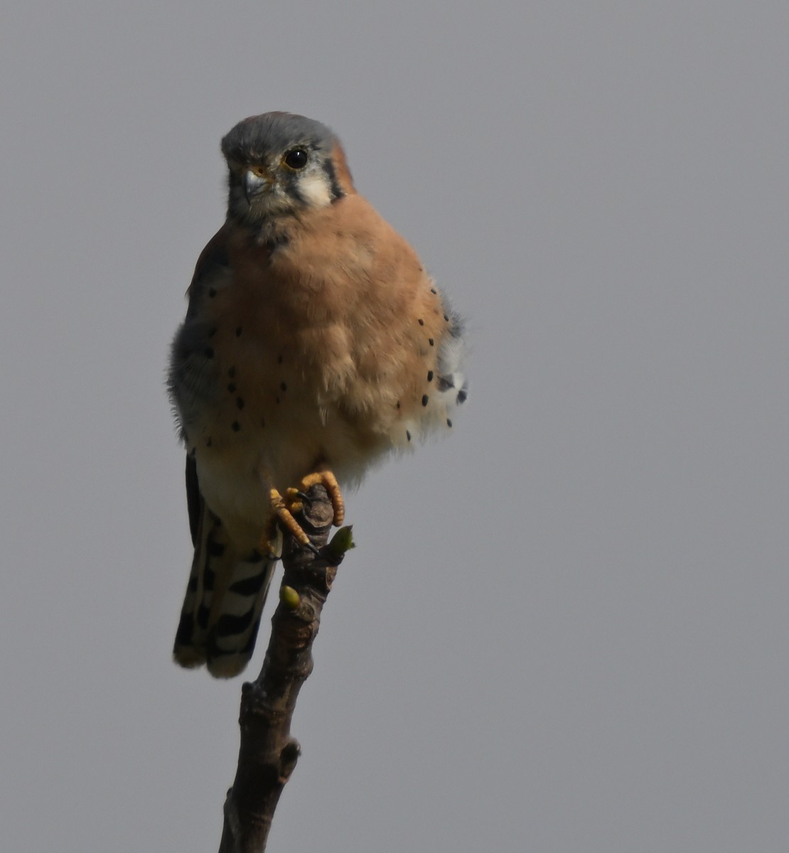 בז אמריקני - ML645146662
