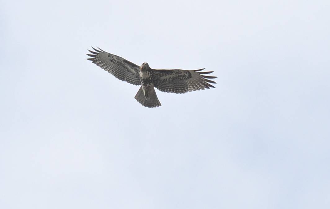 Zapelatz buztangorria - ML645146664