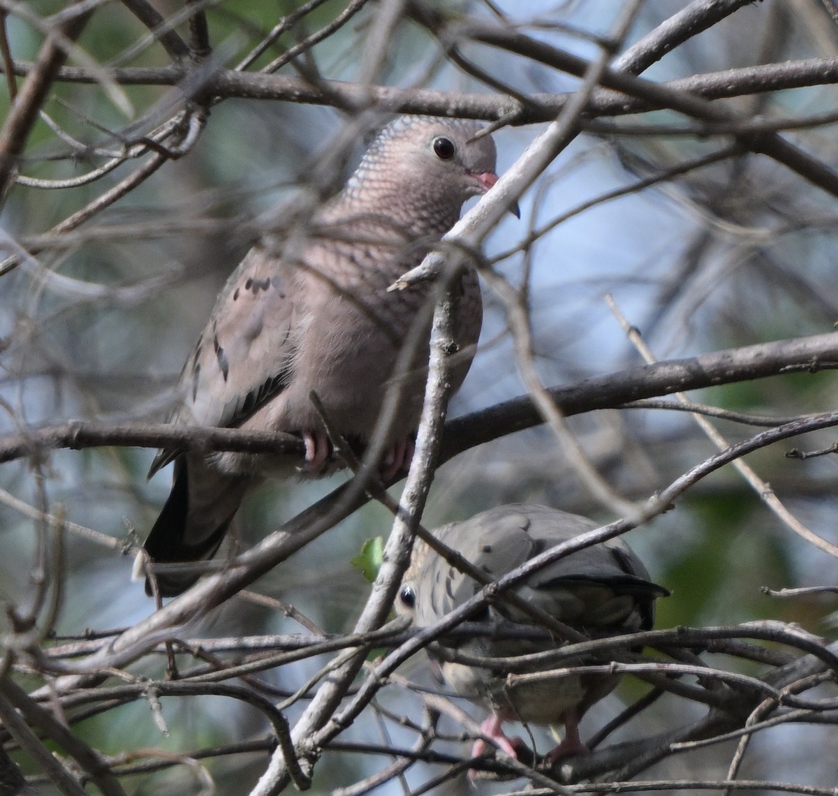 Common Ground Dove - ML645146670