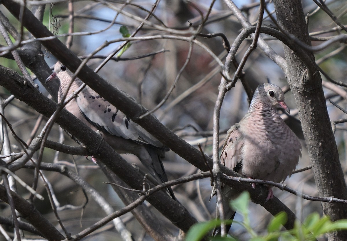 Common Ground Dove - ML645146672
