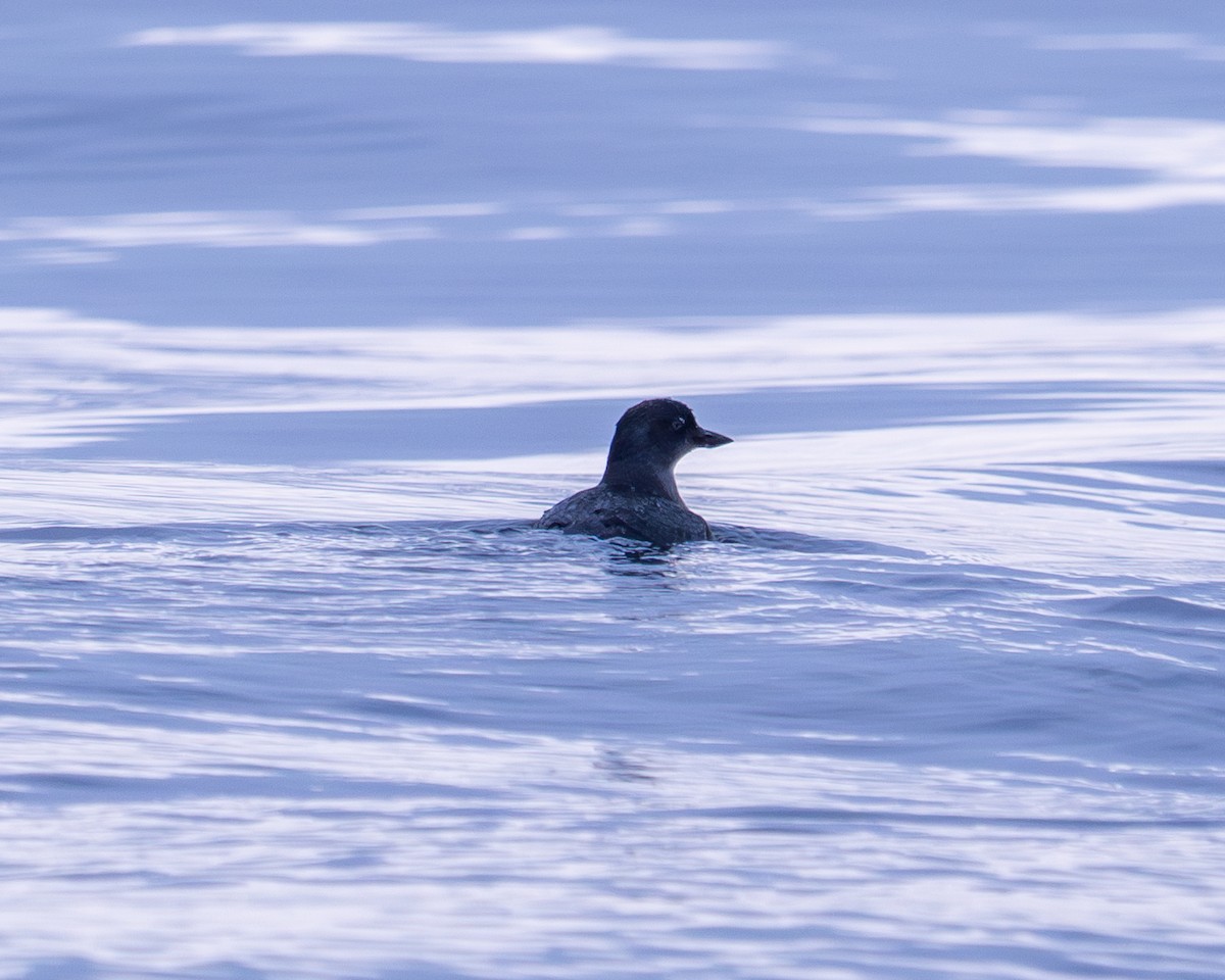 Cassin's Auklet - ML645146689