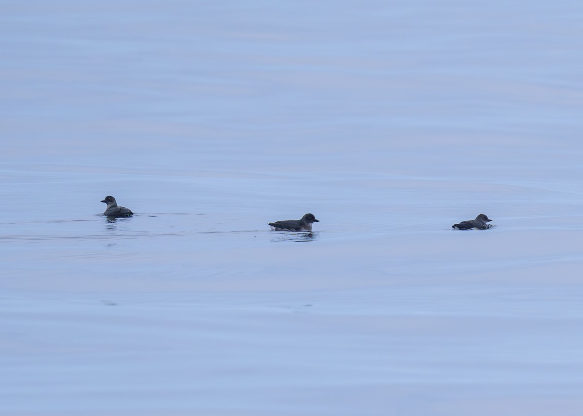 Cassin's Auklet - ML645146690