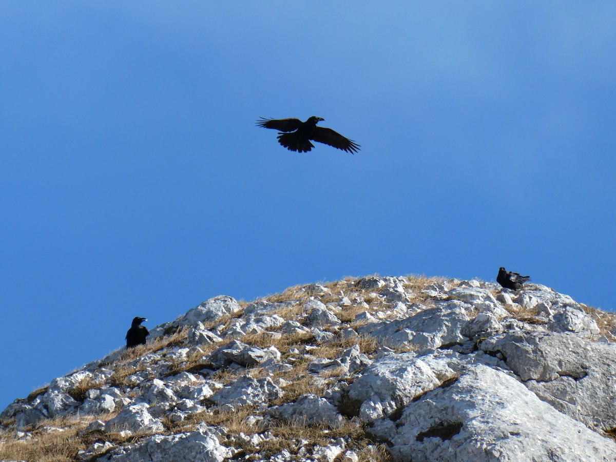 Kolkrabe - ML645146700