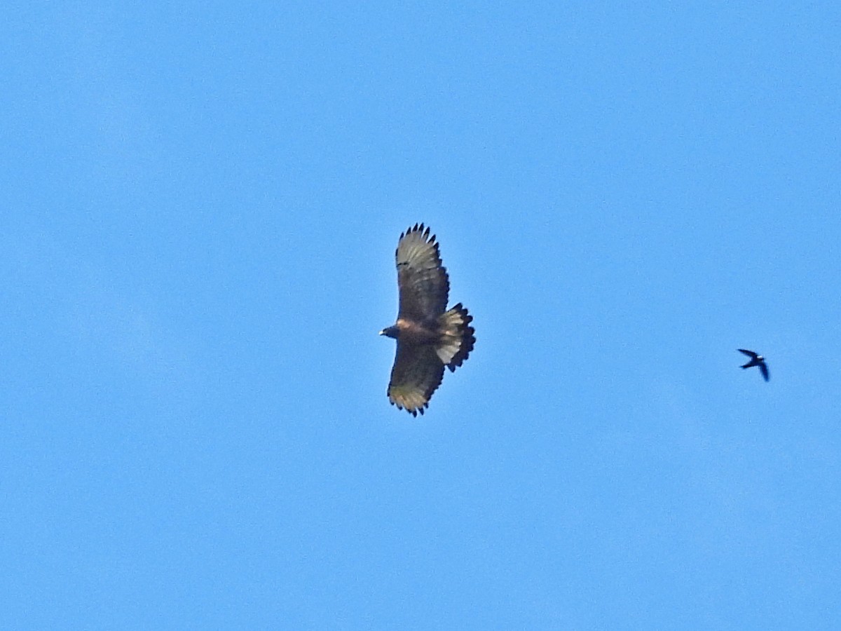 Black-and-chestnut Eagle - ML645146702