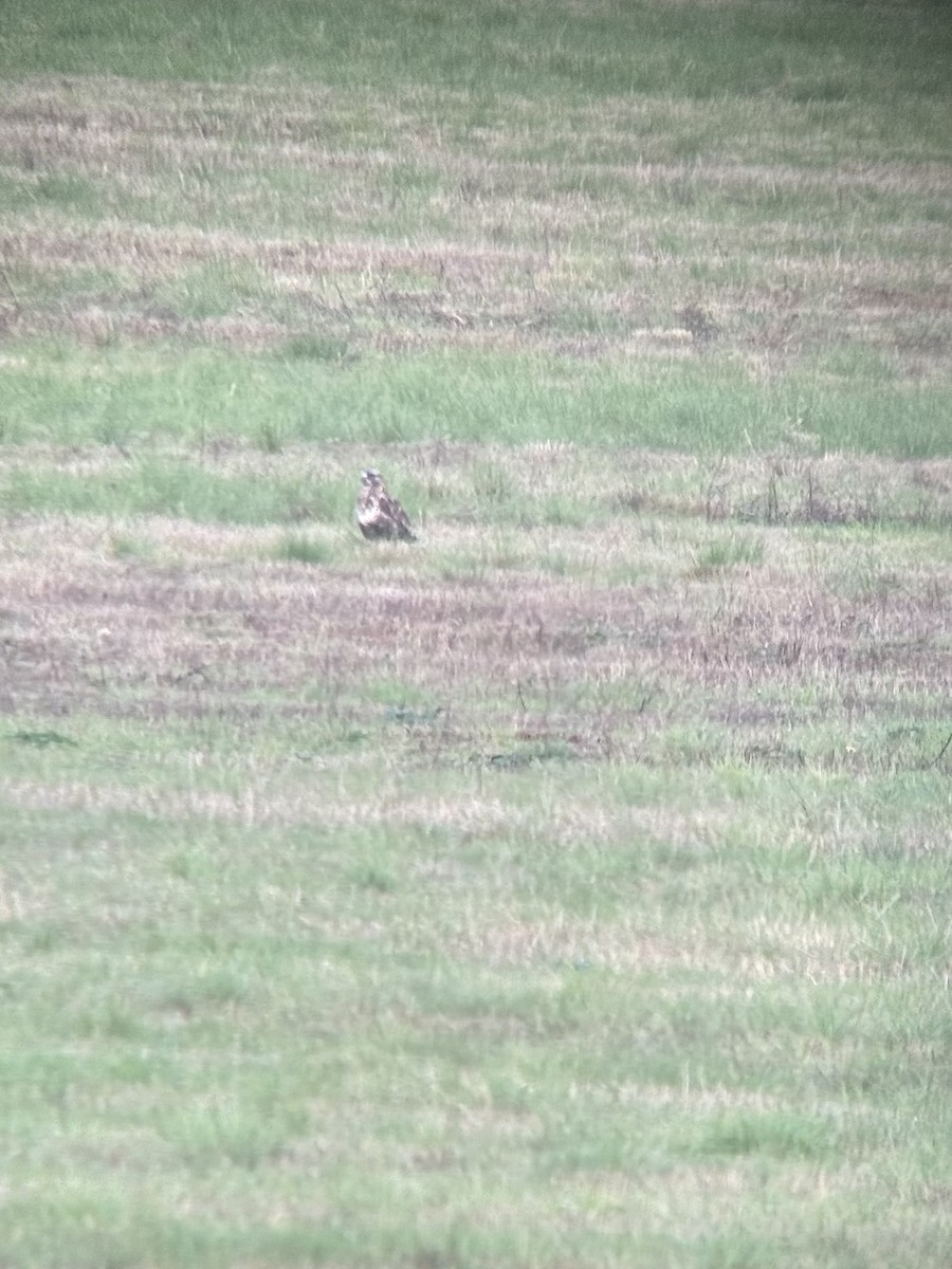 毛足鵟 - ML645146710