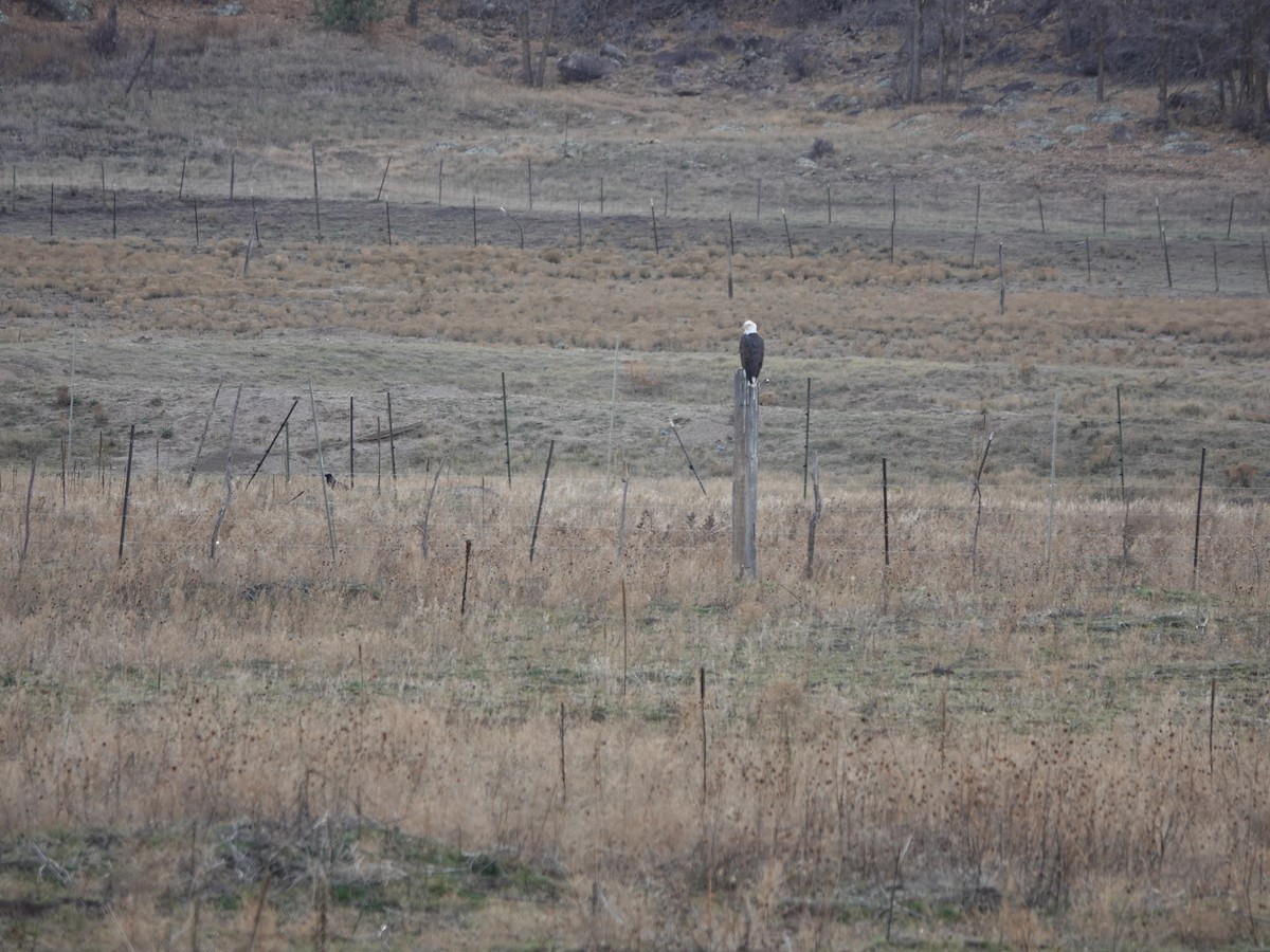 עיטם לבן-ראש - ML645146712