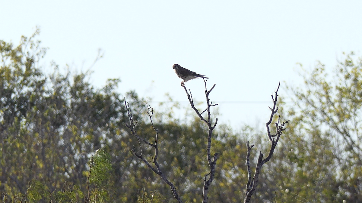 בז אמריקני - ML645146714