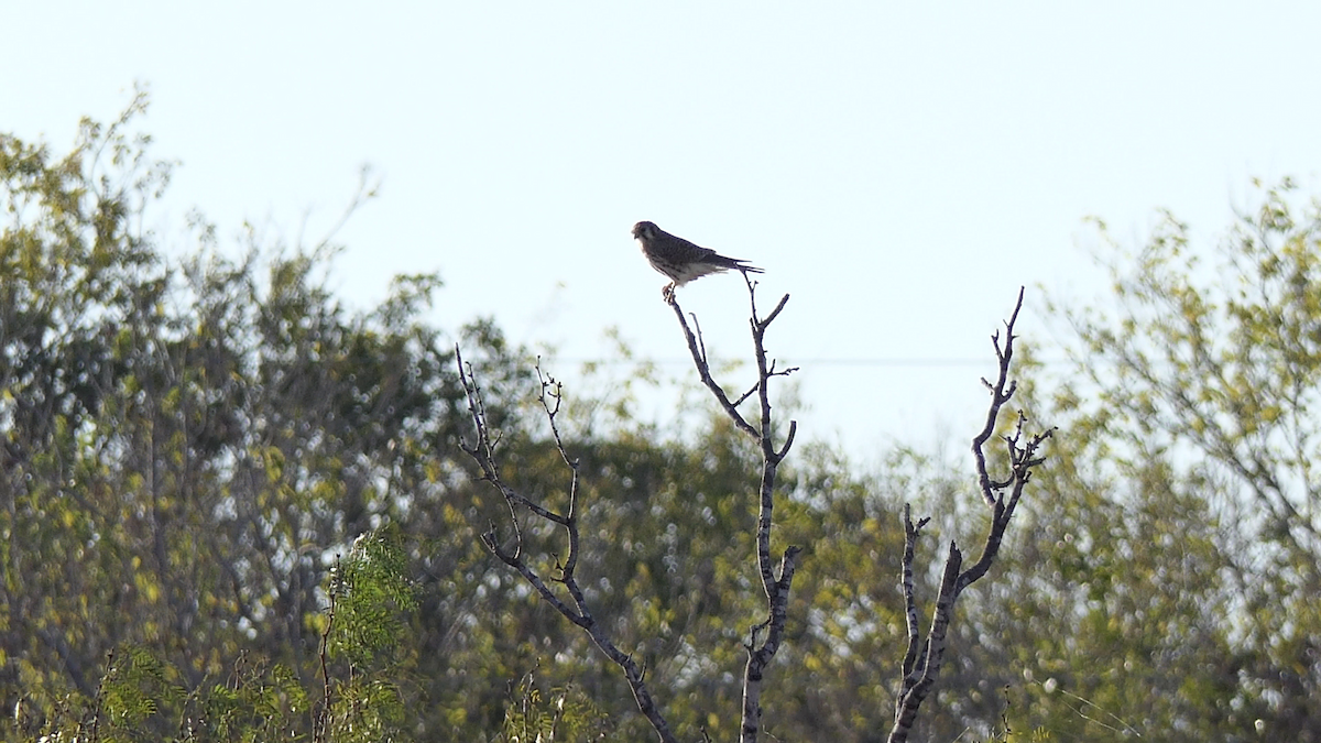 בז אמריקני - ML645146715