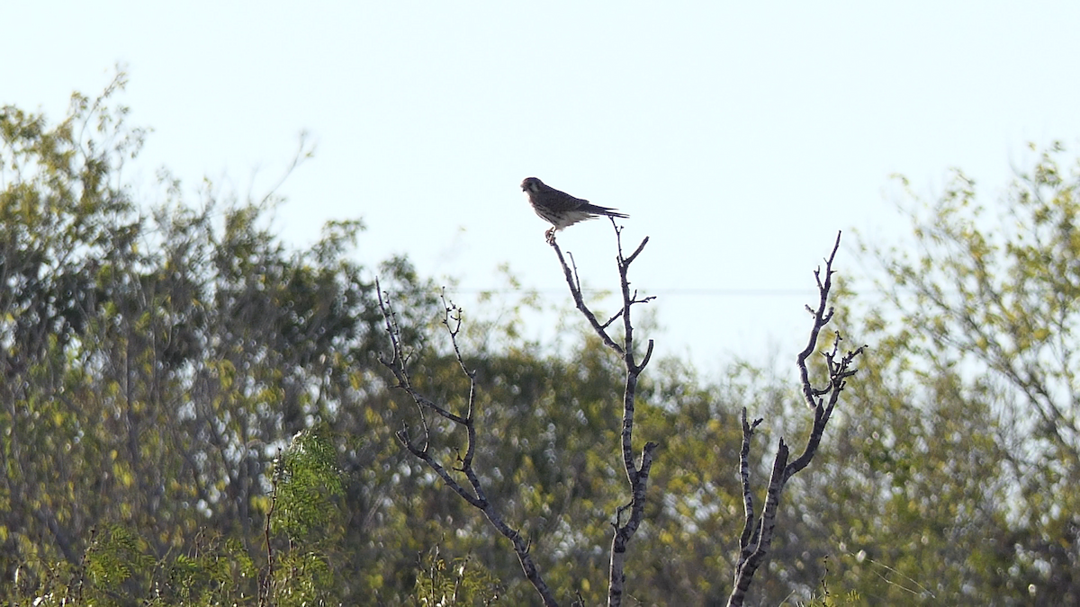 בז אמריקני - ML645146716