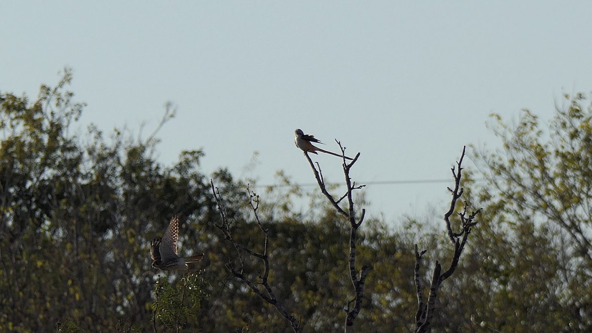 בז אמריקני - ML645146718