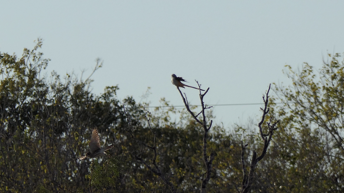 בז אמריקני - ML645146719