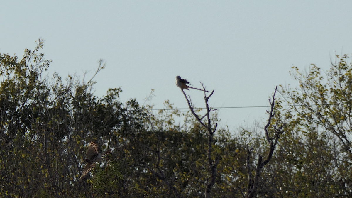 בז אמריקני - ML645146720
