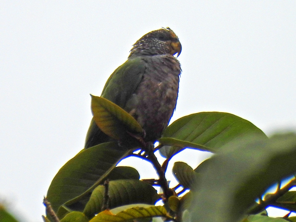 Beyaz Benekli Papağan - ML645146721