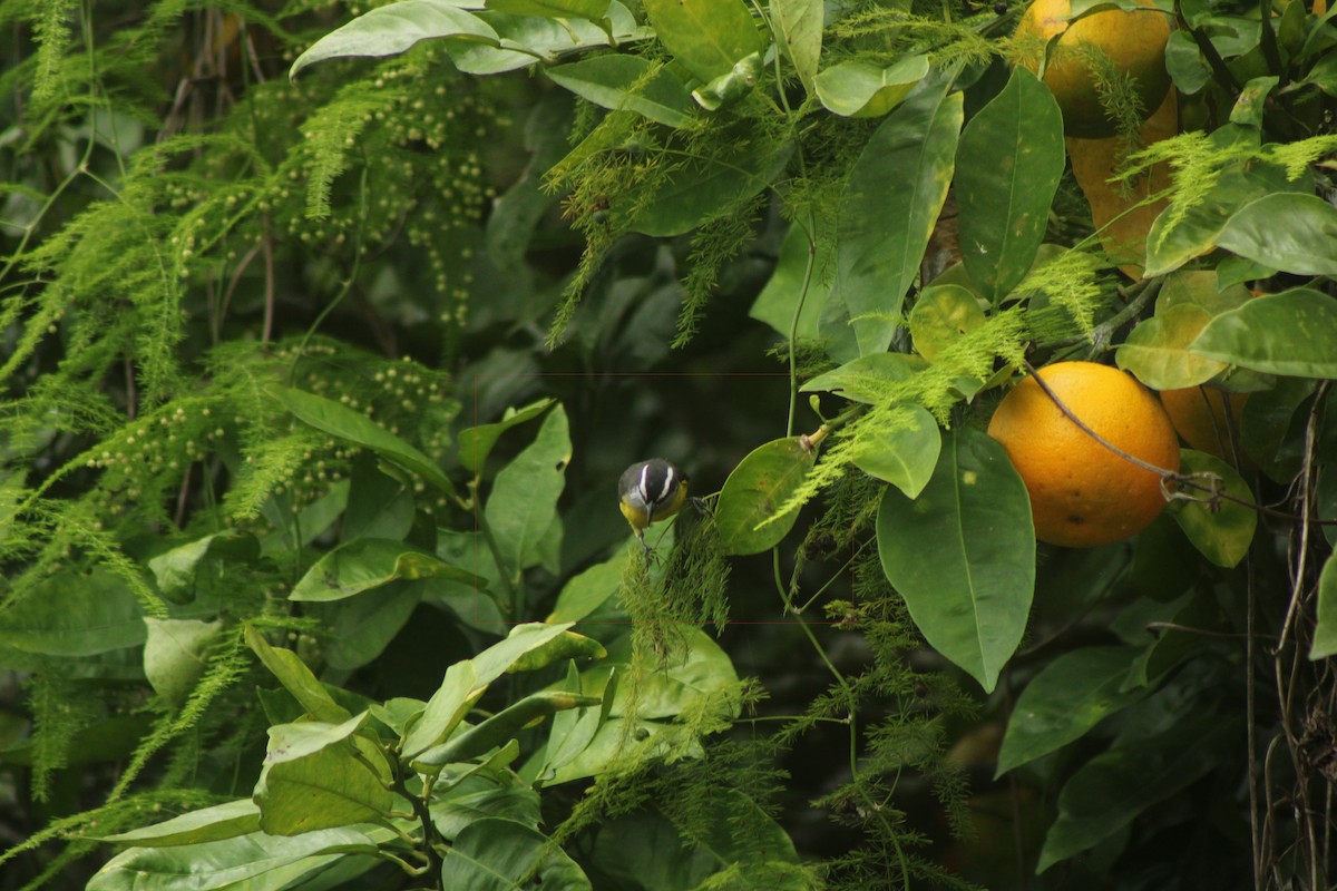 Sucrier à ventre jaune - ML645146729