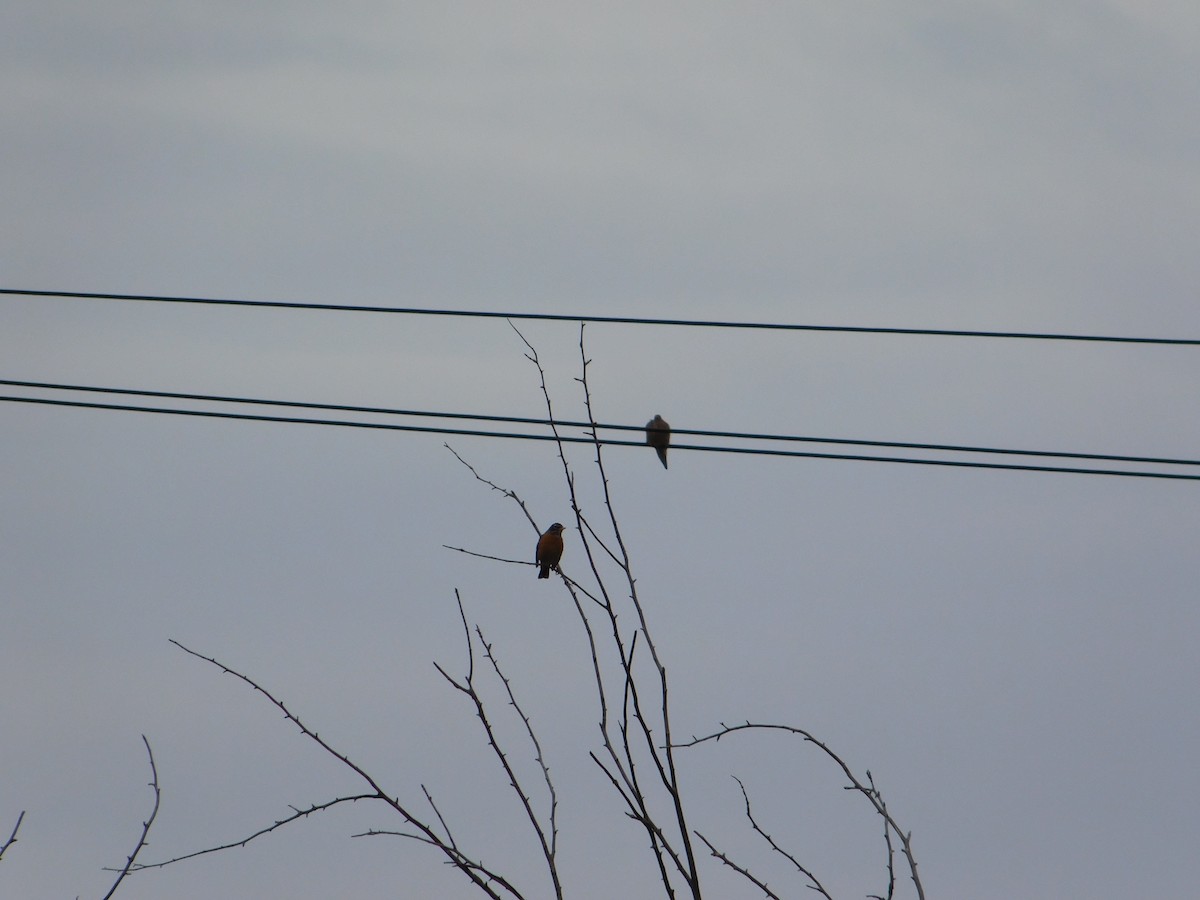 American Robin - ML645146730