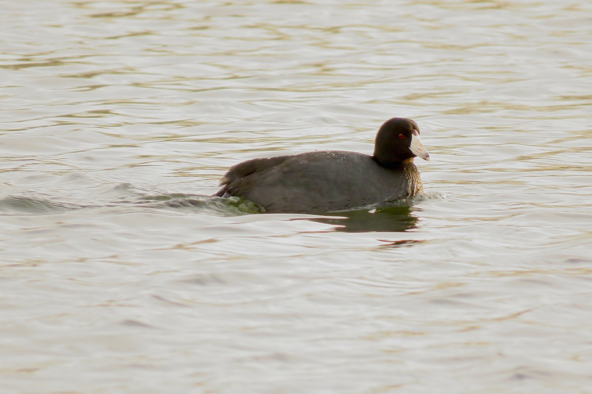 American Coot - ML645146731