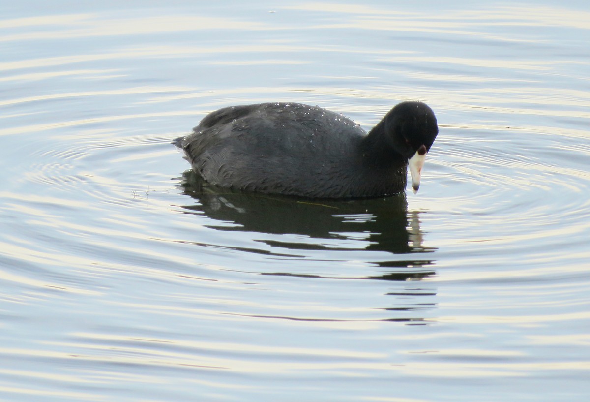 American Coot - ML645146733