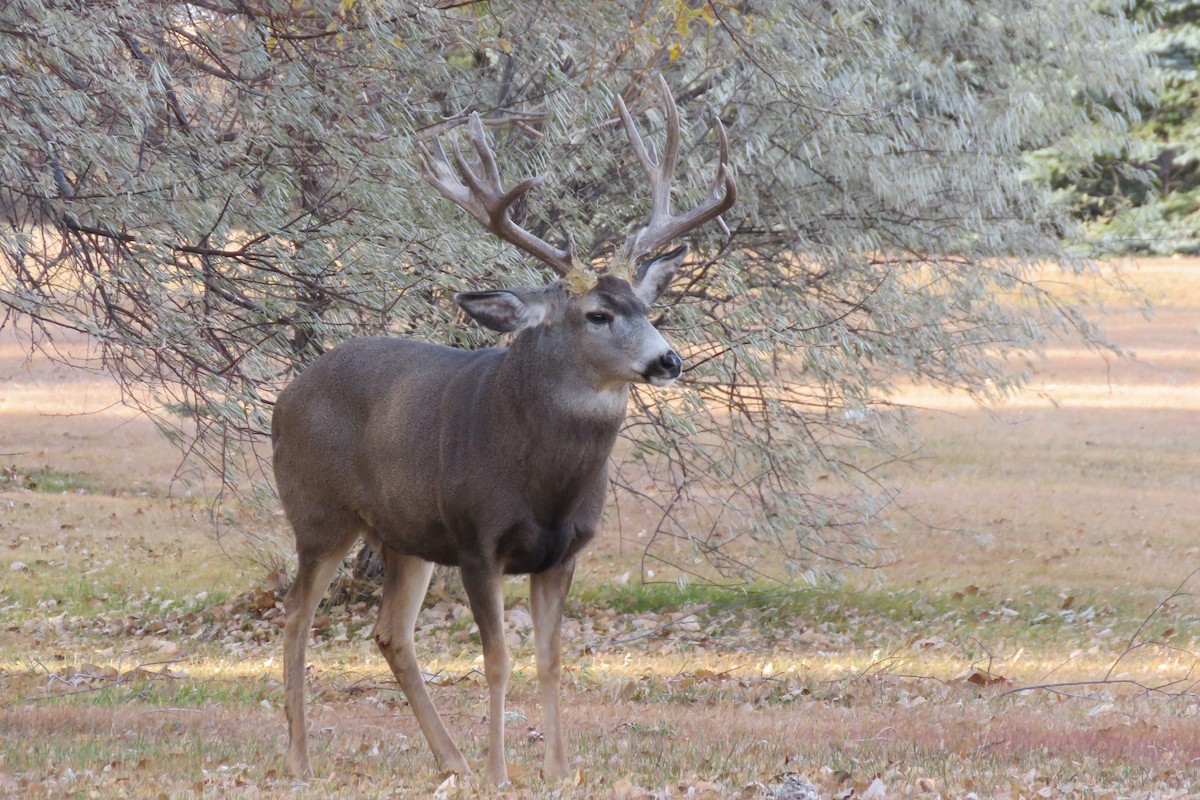 Mule Deer - ML645146758