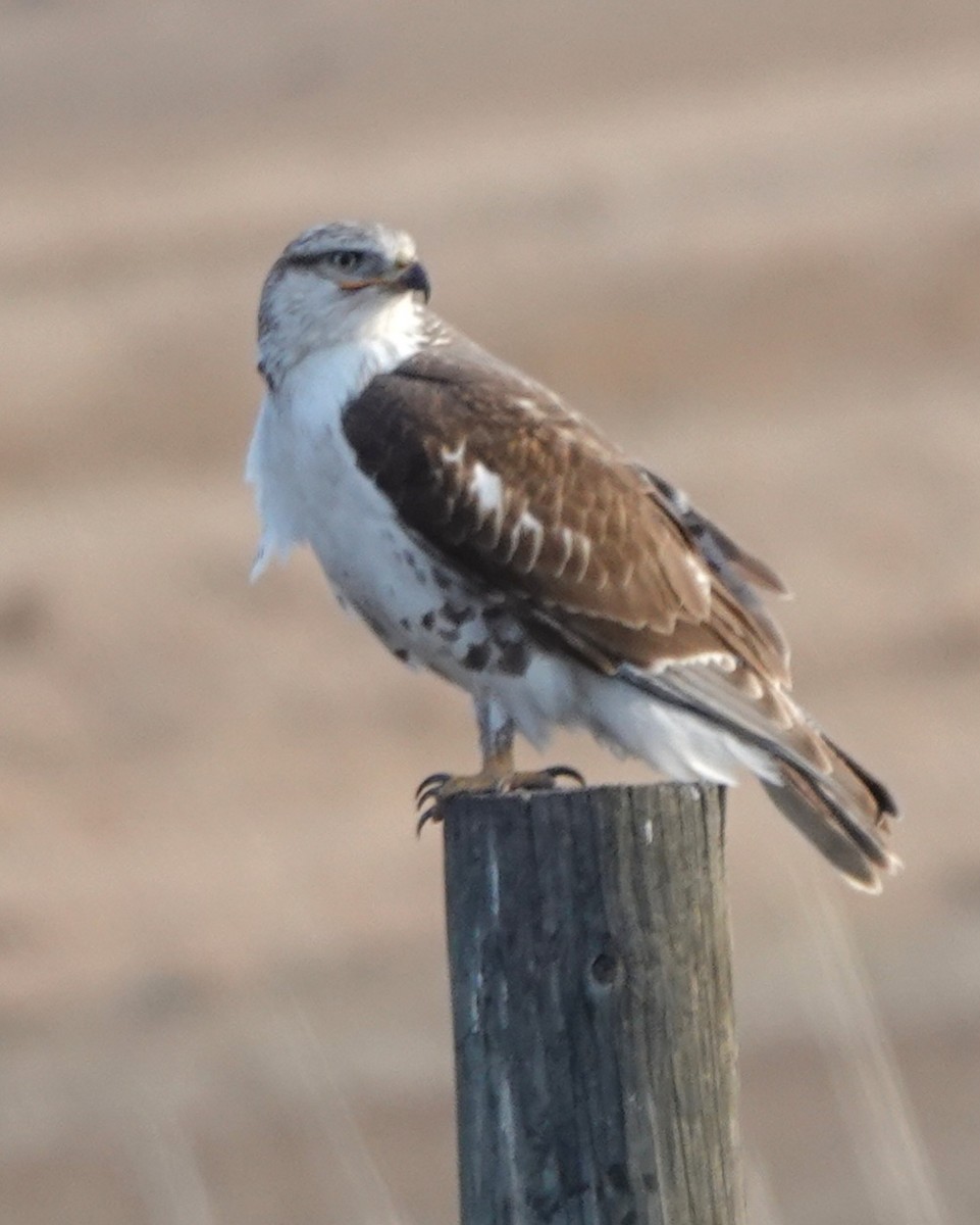 Ferruginous Hawk - ML645146772