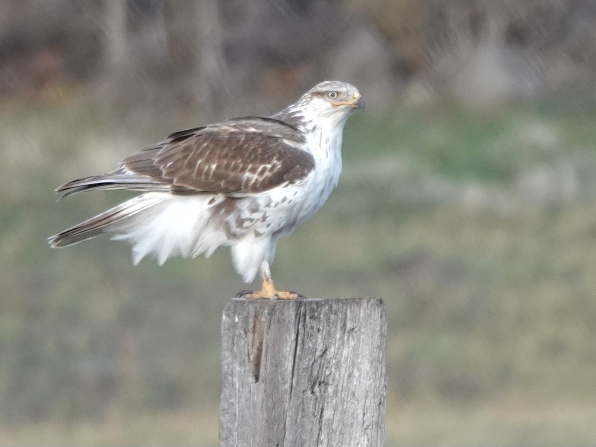 Ferruginous Hawk - ML645146774
