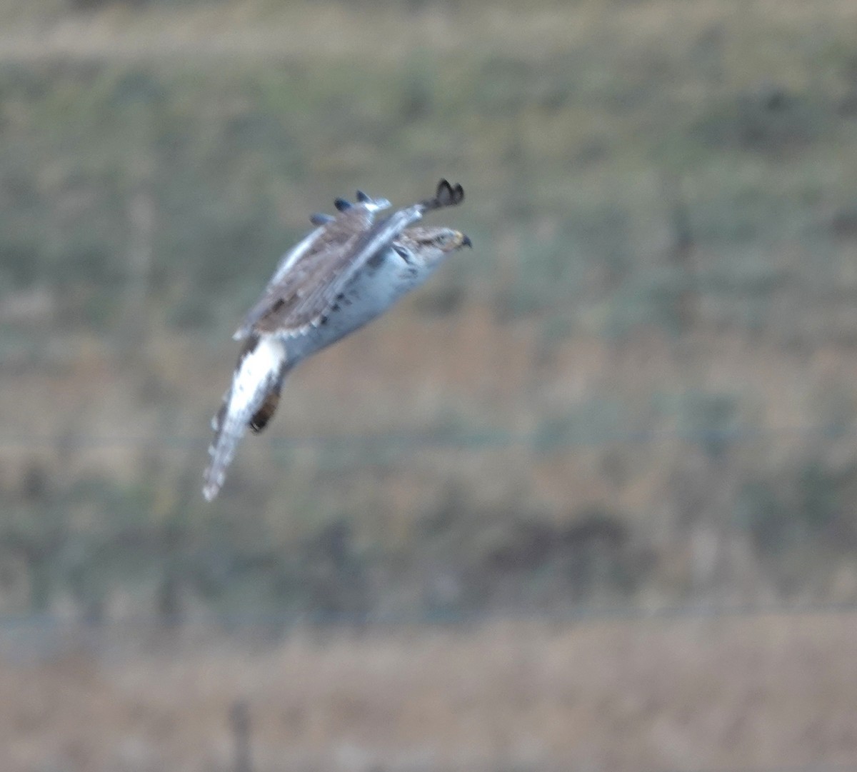 Ferruginous Hawk - ML645146776
