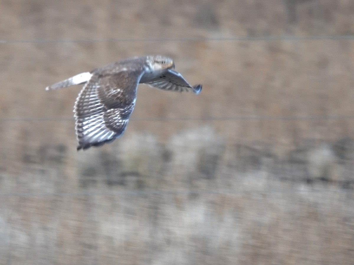 Ferruginous Hawk - ML645146777