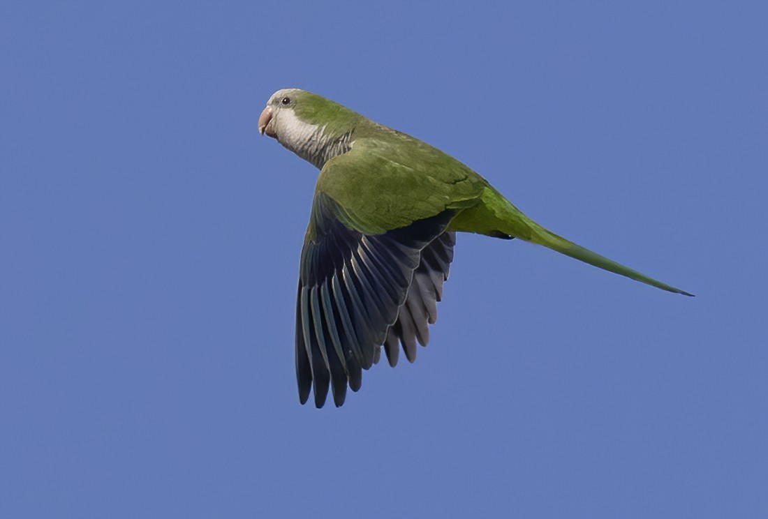 Калита сіроволий - ML645146782